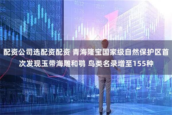 配资公司选配资配资 青海隆宝国家级自然保护区首次发现玉带海雕和鹗 鸟类名录增至155种