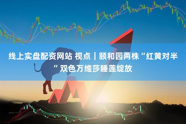 线上实盘配资网站 视点｜颐和园两株“红黄对半”双色万维莎睡莲绽放